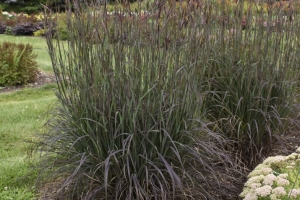 Grass Andropogon 'Blackhawks' 